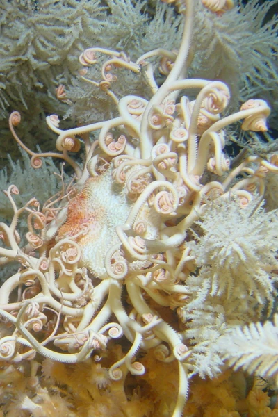 Nicolas-Roullet_Ifremer-Catalogue-Deep-Sea-Fauna-atlantic Ifremer ONC Catalogue of atlantic deep sea fauna Nicolas Roullet Brest Julie Tourolle