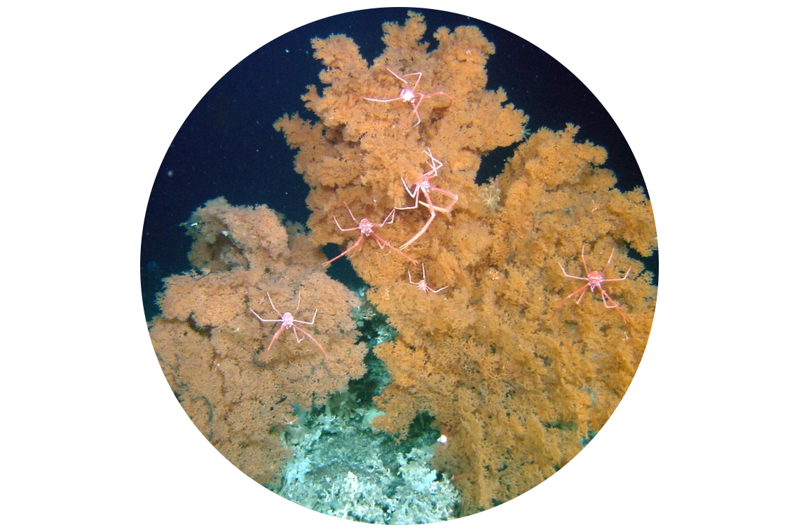 Ifremer ONC Catalogue of atlantic deep sea fauna Nicolas Roullet Brest Julie Tourolle Interface graphique