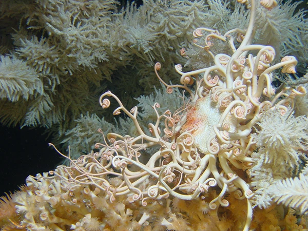 Nicolas-Roullet_Ifremer-Catalogue-Deep-Sea-Fauna Ifremer ONC Catalogue of atlantic deep sea fauna Nicolas Roullet Brest Julie Tourolle