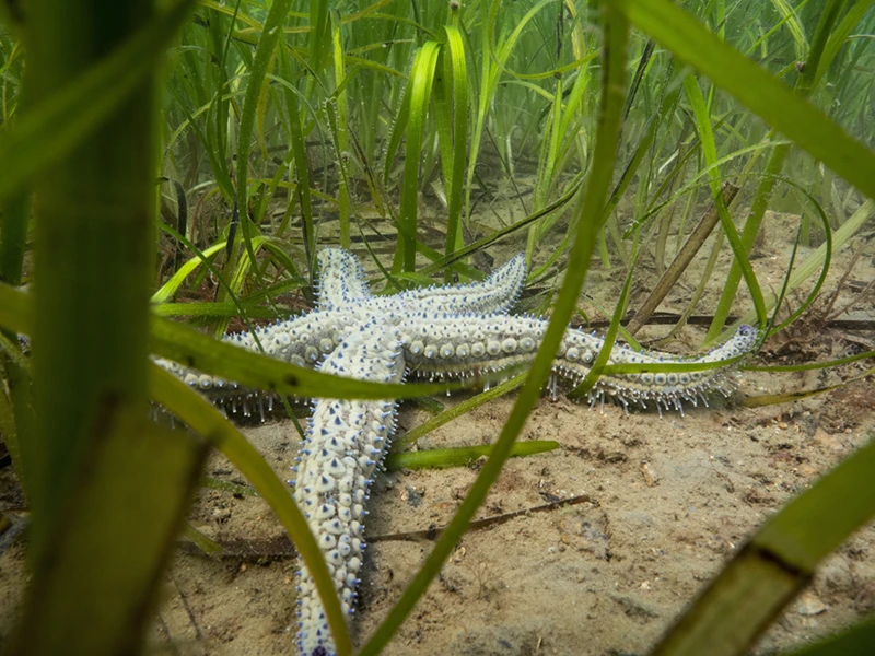 Nicolas-Roullet_Ifremer_Ocean-Spy_Espions-Oceans_marthasterias