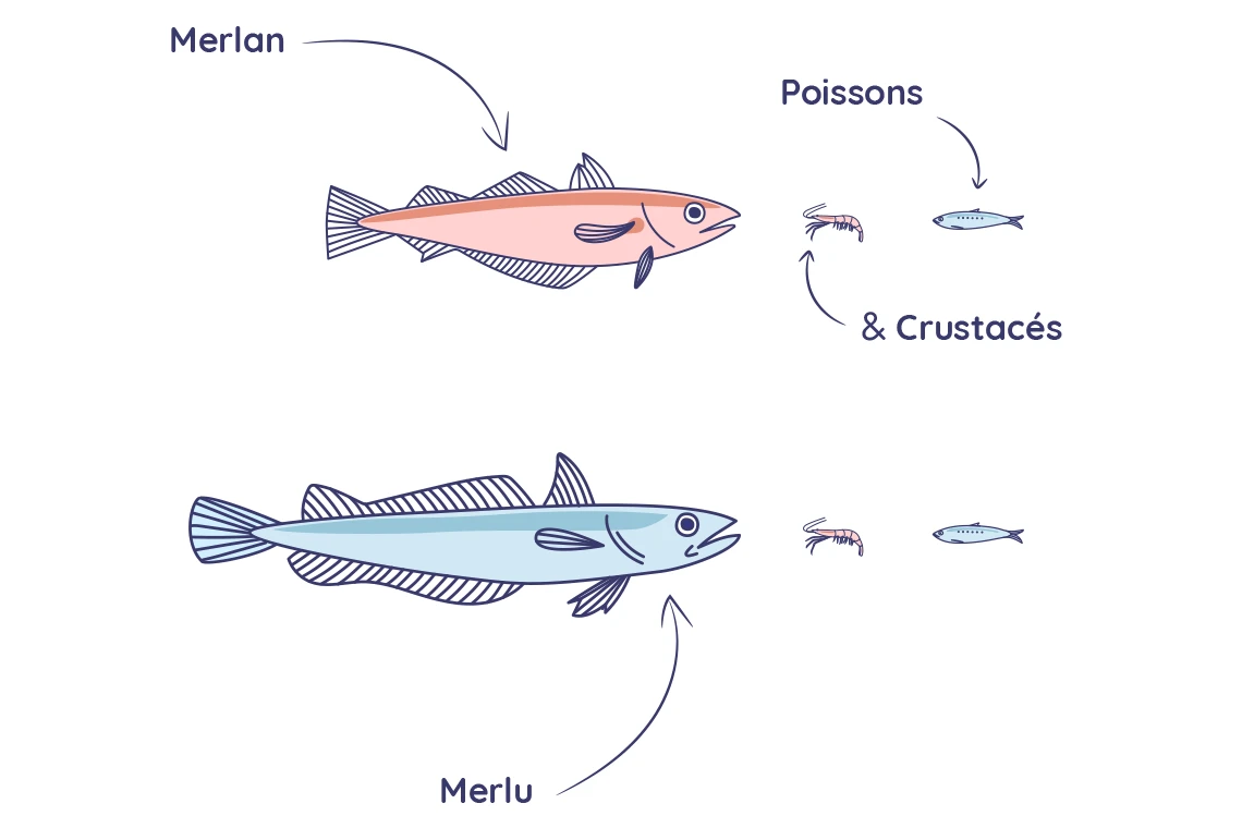 Projet M&M's filière France Pêche Ifremer Muséum National d'Histoire Naturelle Comité Départemental des Pêches Maritimes et des Élevages Marins du Finistère